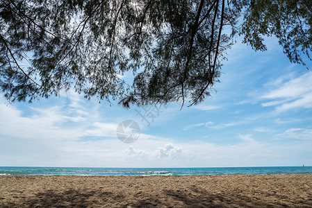 美丽的海滩有蓝天绿色松图片