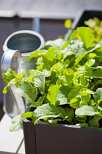 在阳台上的容器中种植萝卜和沙拉菜园背景图片