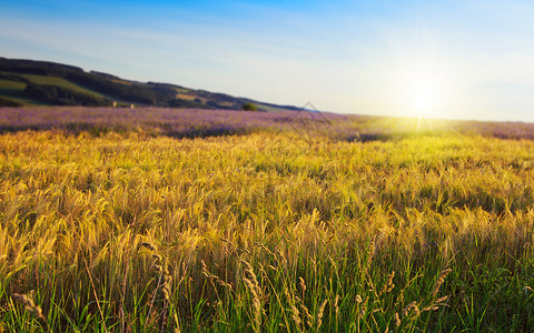 带太阳光和山丘的小麦图片