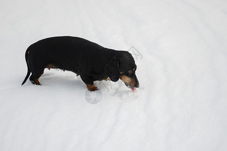 冬季户外玩耍时吃雪的腊肠狗的雌背景图片