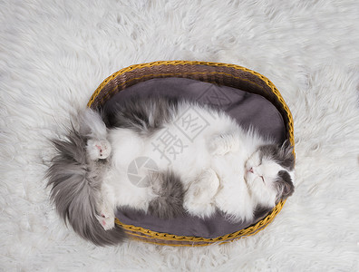 猫睡在篮子里图片