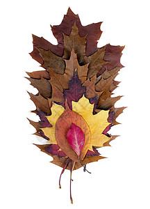 五颜六色的秋天树叶上白色孤立图片