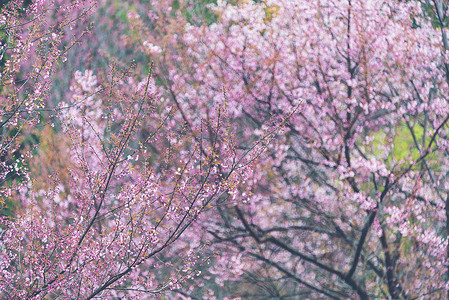 美丽的粉红色樱花泰国清迈图片