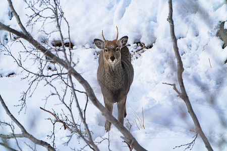冬季北海道的鹿图片