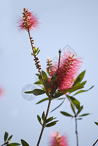 树枝与明红鲜花图片