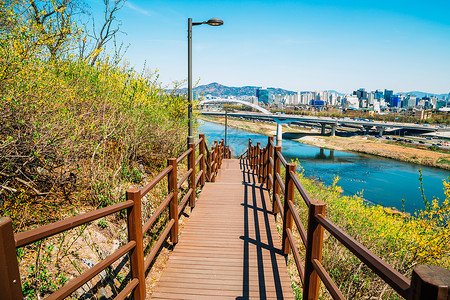 从英峰山看首尔市和汉江与连翘花图片