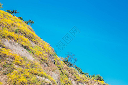 韩国首尔有连翘花的Eungbongsan山图片