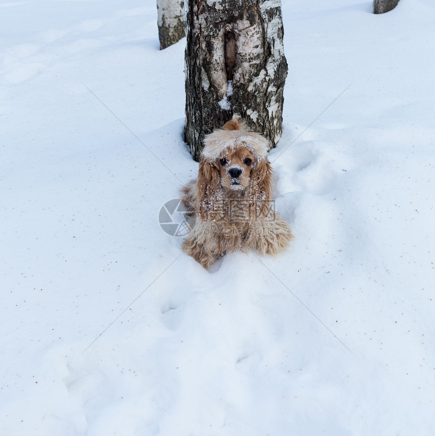英国可卡犬狗肖像在冬天图片