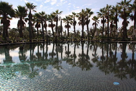 四周有一排棕榈树周围是清澈的池子水上也有图片