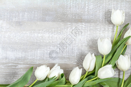 轻木表面上的许多白色郁金香美丽的浪漫背景与副本空间婚礼生日复活节母亲节背景图片