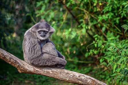 gibbon坐在树枝上图片