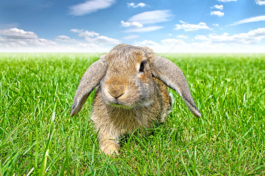 棕色垂耳兔绿草和天空背景春天图片