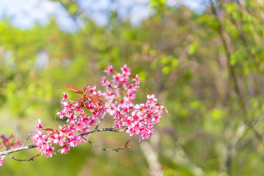 与自然背景春花背景相比图片