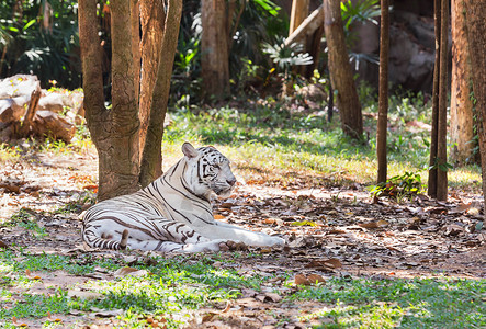 白孟加拉虎在树荫下的大自然中放松图片