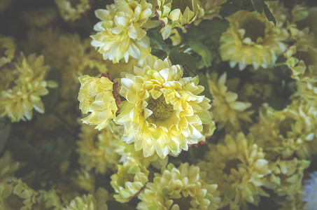 美丽的黄色花集复古滤镜图像背景图片
