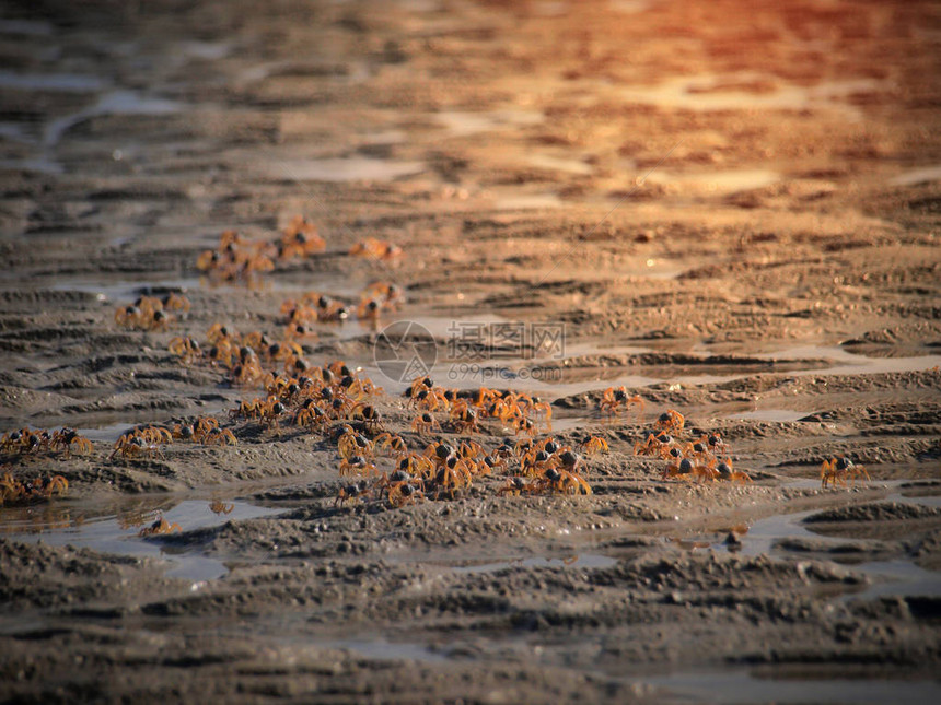 一群小螃蟹在沙滩上移动图片