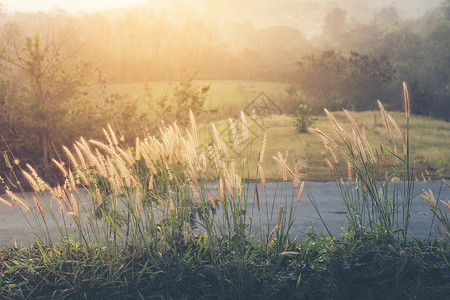 早晨日出与花草在阳光下图片