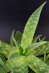 Aloeverera植物图片