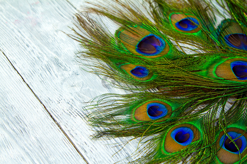 木制蓝色背景的孔雀羽毛图片