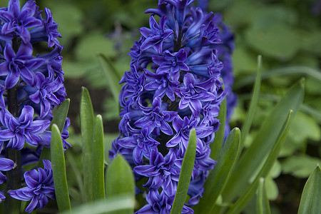 春天花园里的蓝色新鲜风信子图片