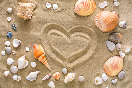 海壳海星和海石板架在沙滩地背景上图片