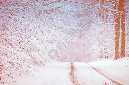 冬天温暖的风景与寒冷的树木冬季风景图片