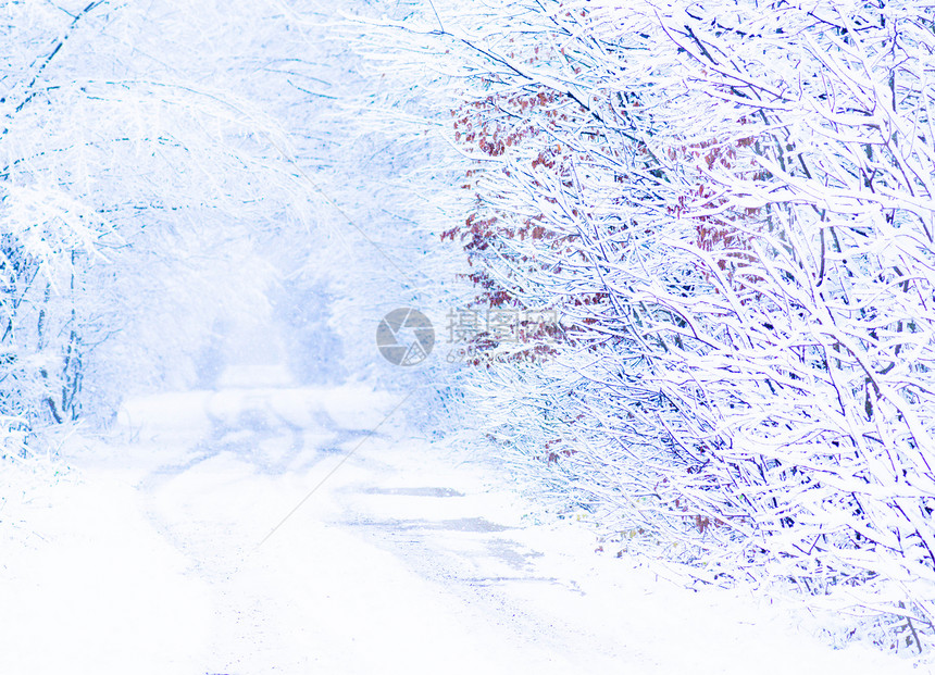 冬季道路和雪花喷洒冬季树木有霜冻冬图片