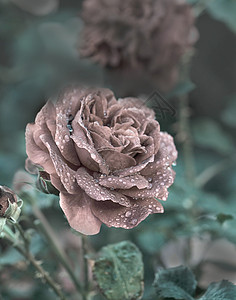 古代玫瑰背景花园中的浪漫玫瑰不寻图片