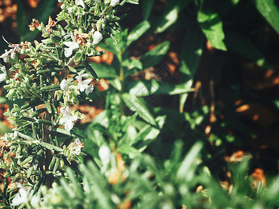 迷迭香草本植物的特写图片
