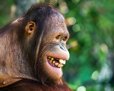 红毛猩的脸上洋溢着幸福的笑容图片
