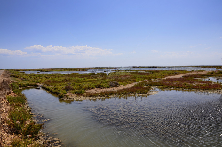 埃布罗河自然保护区的景观可以欣赏到各种水禽苍鹭和火烈鸟咸水和沼泽水图片