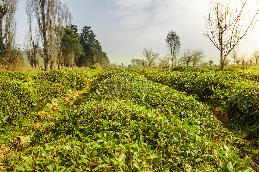 与蓝天和早晨太阳光作用的绿茶领域春天的风景和背景有机图片