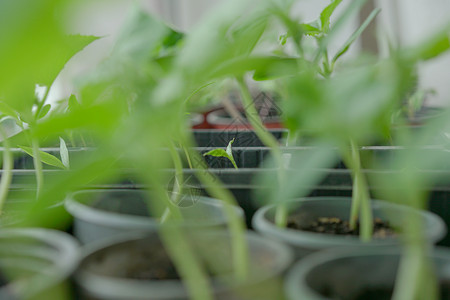 在花盆中种植幼苗在土壤种植前播种幼苗温室植物温室幼苗图片