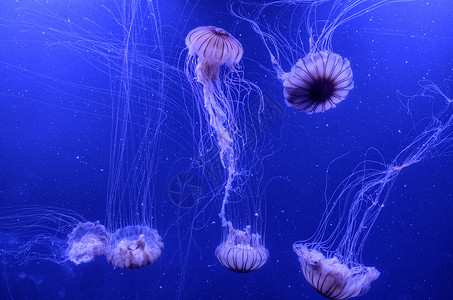 漂浮在水族馆的水母图片
