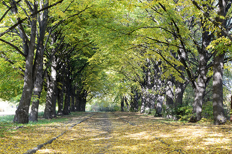 城市公园的直树小巷秋图片