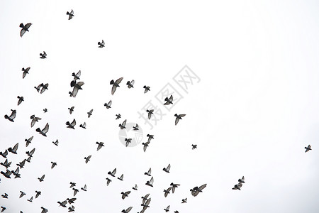 一群鸽子飞过天空鸟儿飞向天空一大群鸽子在白色背背景图片