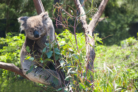 澳大利亚Koala图片