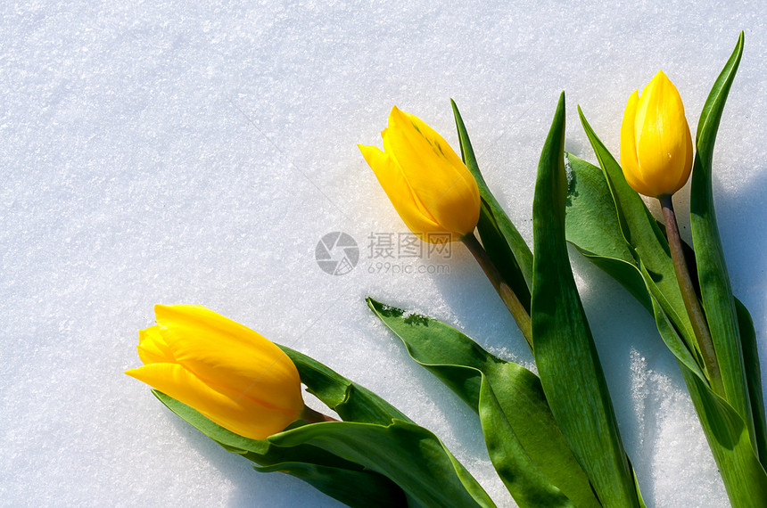 黄色郁金香躺在雪地上雪中鲜艳的花朵黄色郁金香花束图片