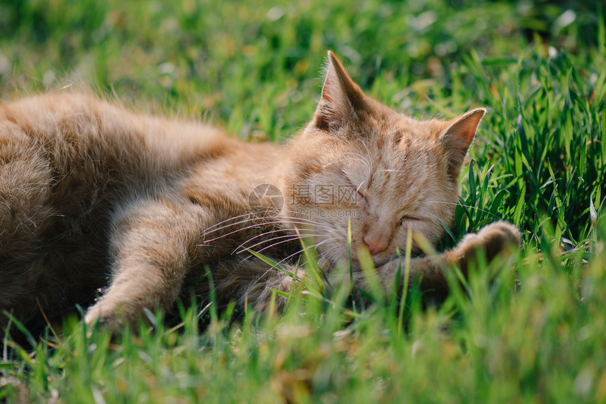 睡觉的猫可爱的猫在草丛中放松图片