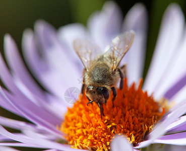 蜜蜂或蜜蜂在拉丁蜜蜂欧洲或西方蜜蜂坐在紫罗兰或图片