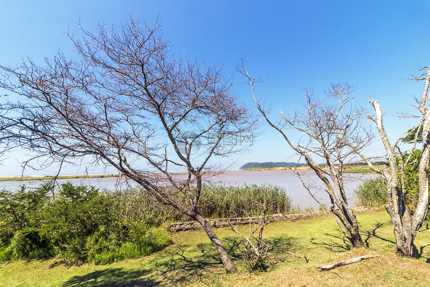 南非祖鲁兰蓝天下圣卢西亚河口的树木和湿地植被景观图片