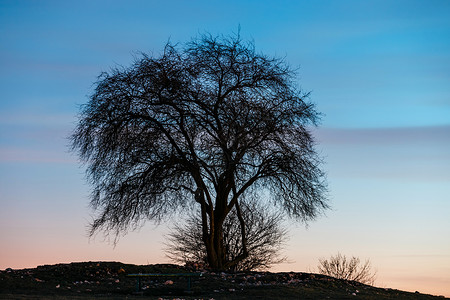 深蓝的天空和树的剪影图片