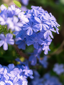 特写海角草花与绿叶散景图片