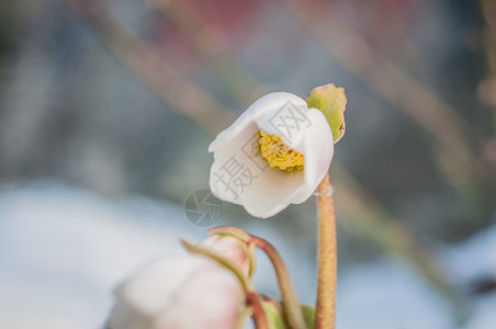 藜芦是一种全年开花的背景图片