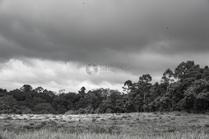 黑白的热带森林景观图片