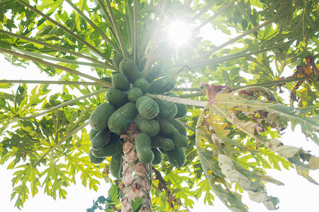 Raw木瓜在农村阳图片