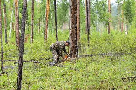 用电锯制造西伯利亚针叶林木材卫生采伐方向的索引人在森林图片
