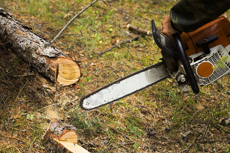 林业检查员与一群护林员在标出森林卫生采伐的地块用电锯制造西伯利亚针叶林木材卫生采伐方向的索引男人在森林背景图片