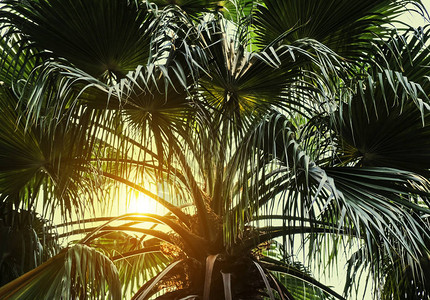 阳光热带背景下的棕榈树图片
