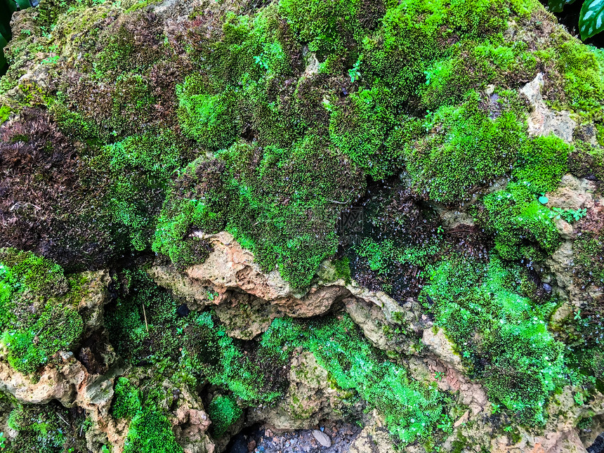 森林中石块上的绿图片